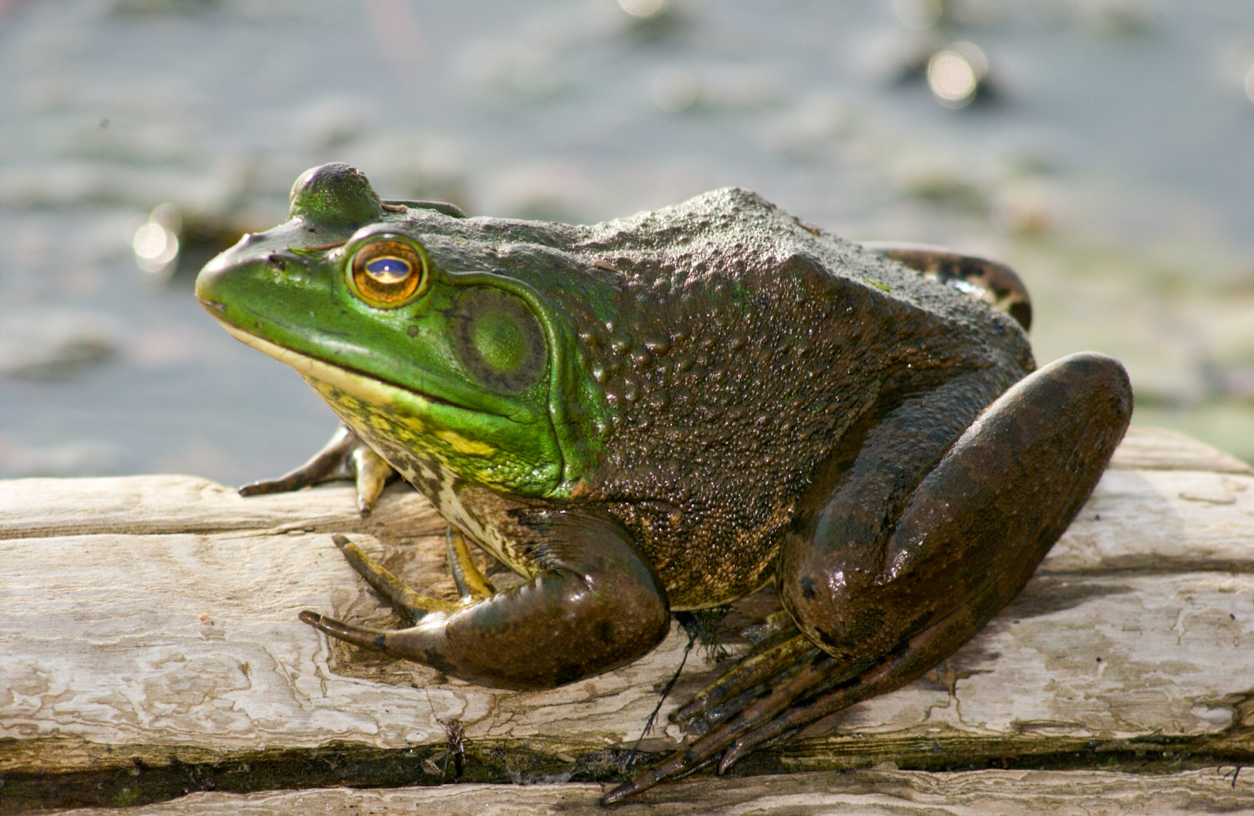 bullfrogs096.jpg