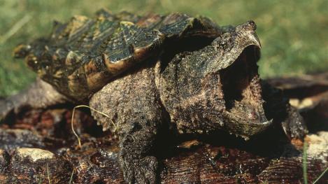 snapping-turtle