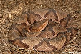 Copperhead